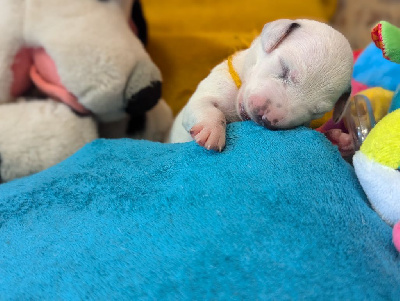 CHIOT 1 jaune 