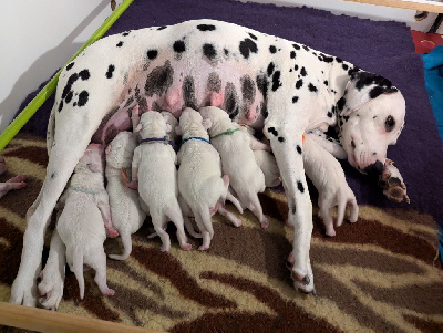 du Royaume del Hijo de la Luna - Dalmatien - Portée née le 22/07/2024